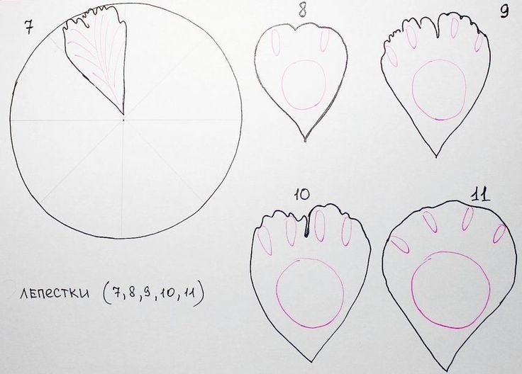 Шаблон лепестков пиона для фоамирана