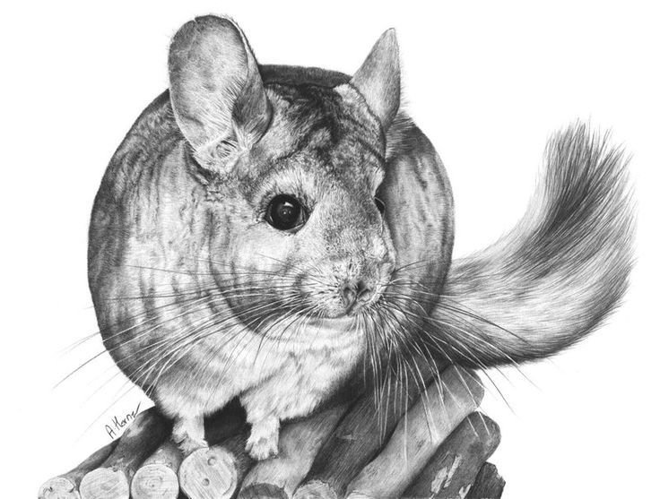 Шиншилла набросок