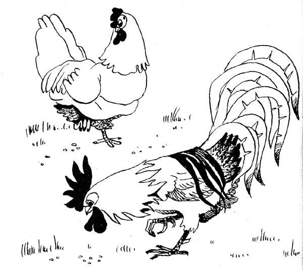 Раскраски к сказке петушок и бобовое зернышко для детей