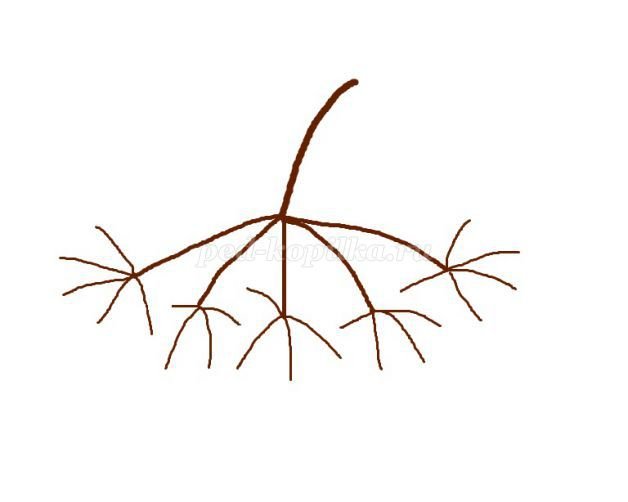 Веточка рябины без яго