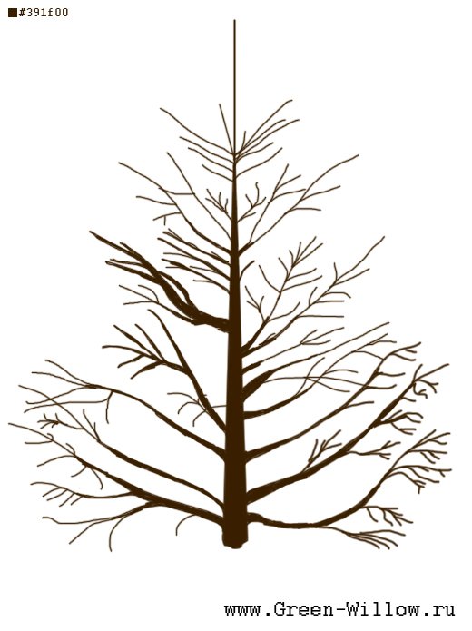 Стебель елки