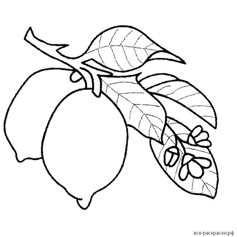 Контур лимона для раскрашивания