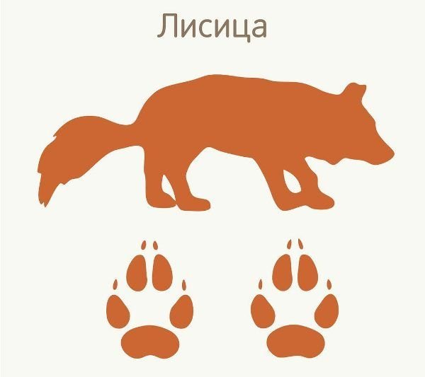 Следы животных