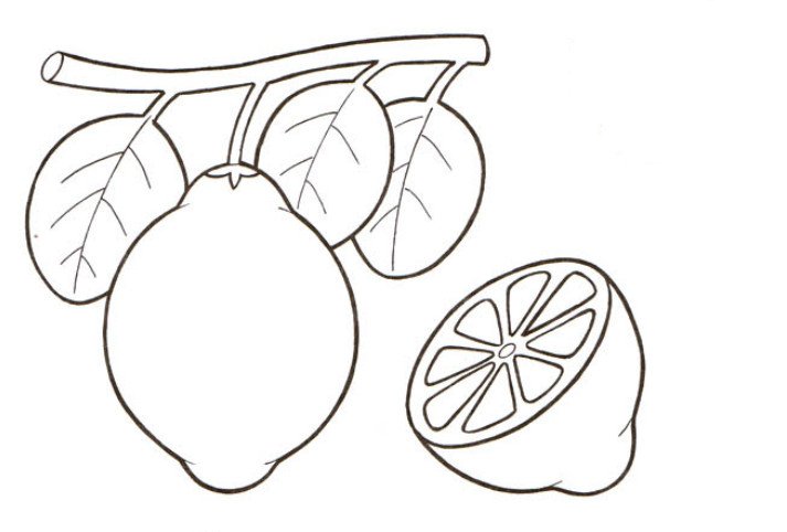 Раскраски лимонное дерево для девочек: распечатать или скачать бесплатно | taxi-kuzmolovo.ru