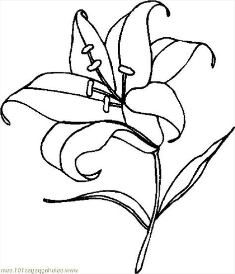 Лилия саранка черно белые