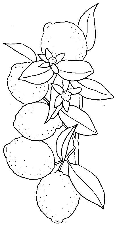 Комнатные растения раскраска