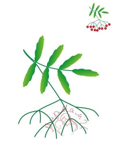 Ветка рябины без ягод для рисования