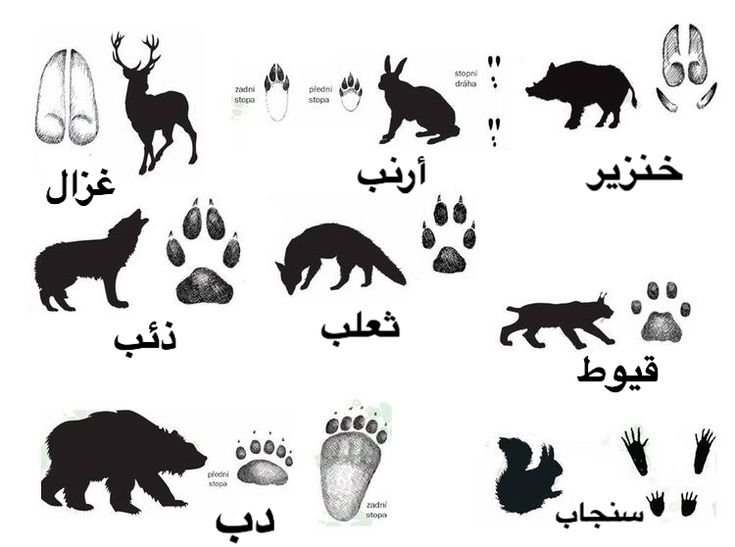 Следы диких животных