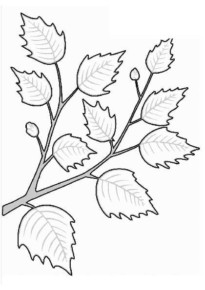 Веточка с листьями раскраска