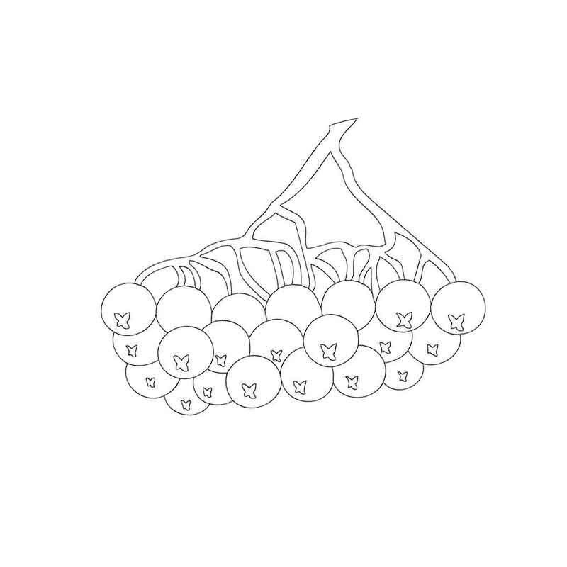 Ветка рябины раскраска для детей