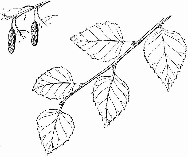 Ветка раскраска