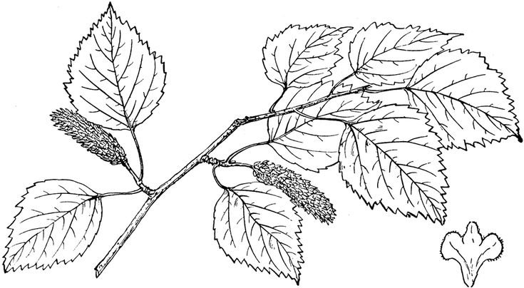 Лист березы раскраска для детей