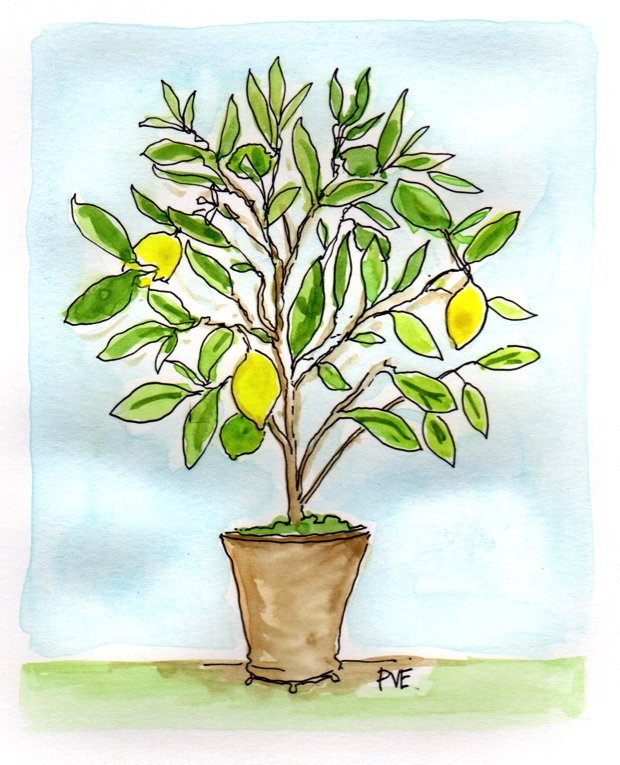 Мандариновое дерево и лимонное дерево