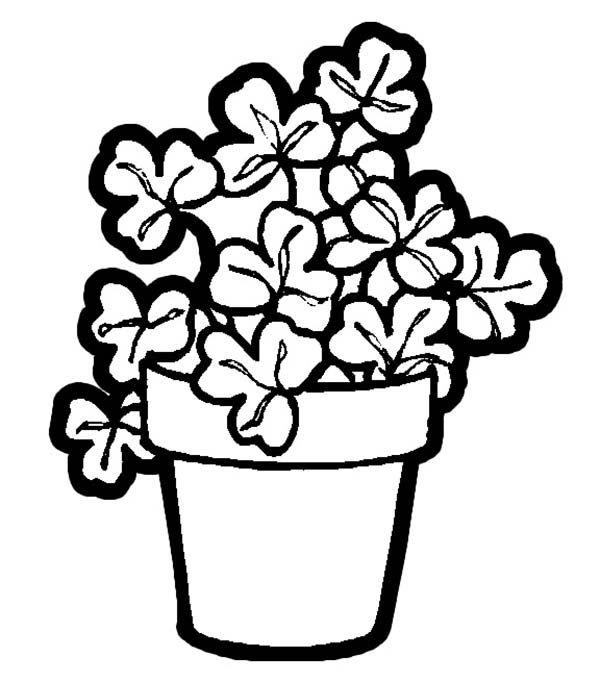 Комнатные растения раскраска