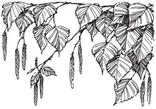 Ветки береза