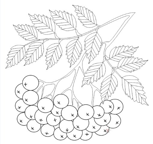 Рябина раскраска для детей