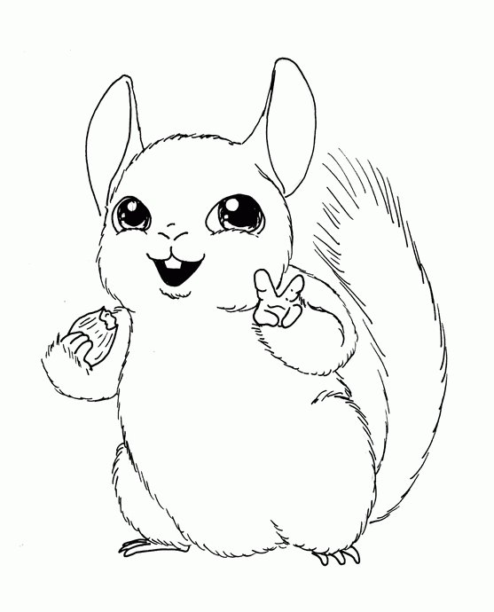 Шиншилла раскраска