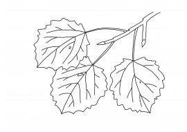 Лист осины раскраска для детей