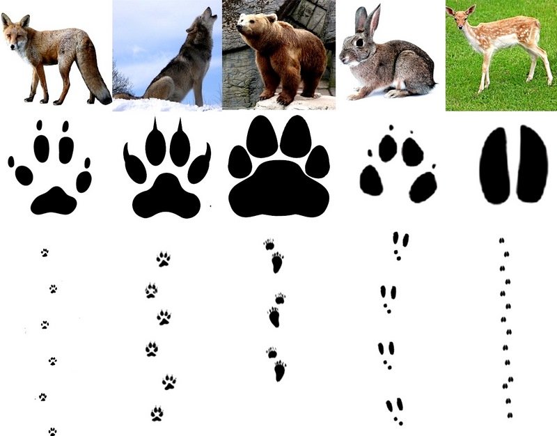 Следы диких лесных животных