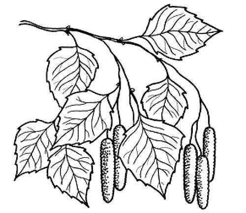 Береза повислая чб