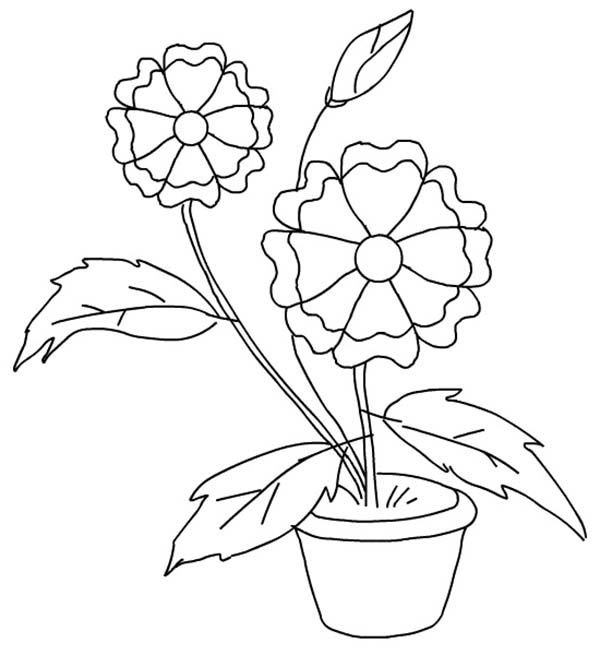 Рисунки для раскрашивания цветы