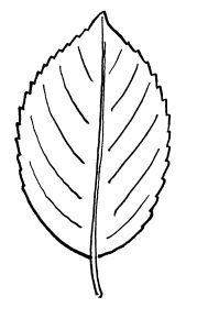 Листья шаблон