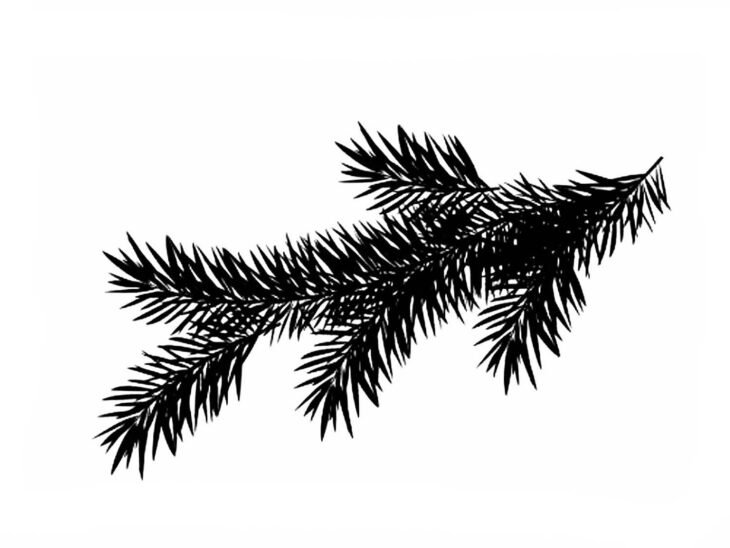 Ветка Еловая