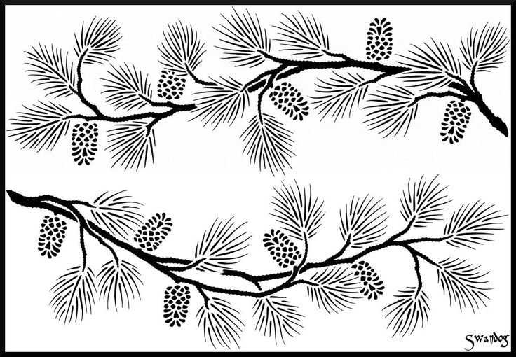 Ветка сосны