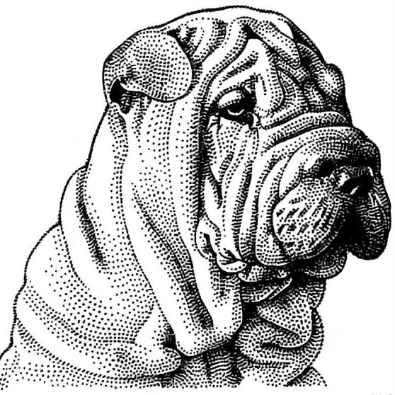 Шарпей раскраска