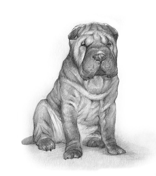 Шарпей бойцовская собака