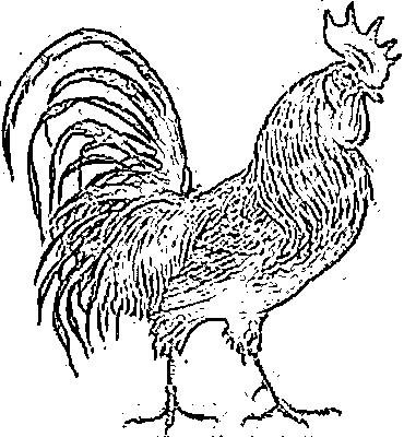 Курица и петух Выжигание