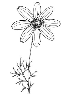 Рисование космея в старшей группе