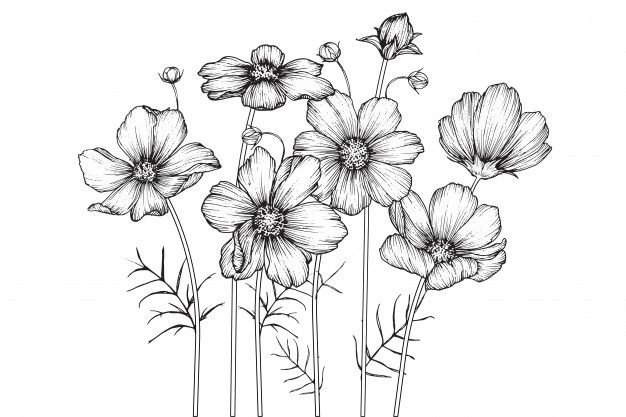 Космея цветок