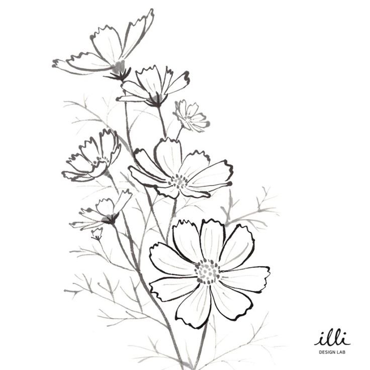 Рисование космея