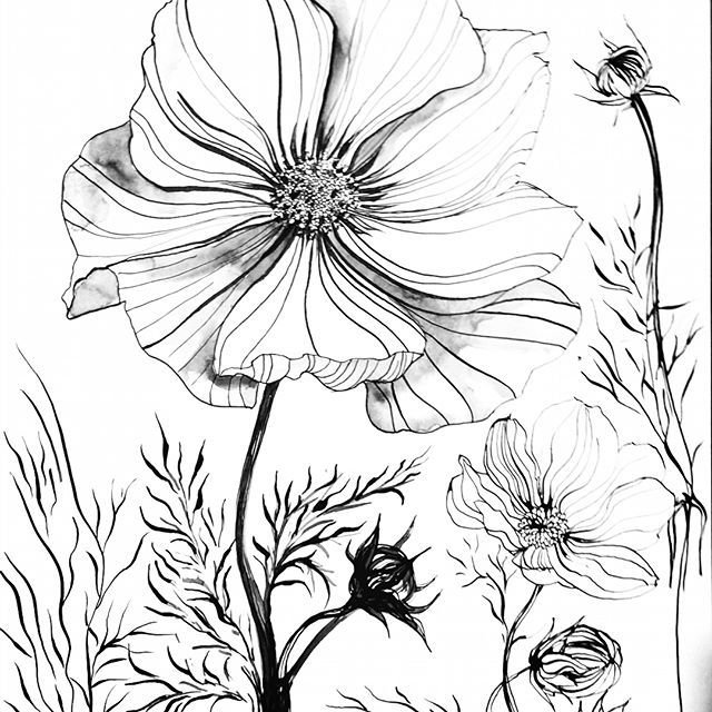 Космея раскраска