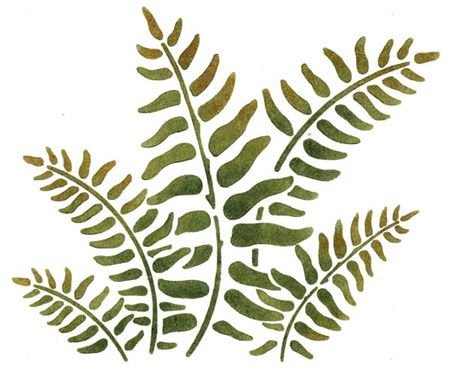 Папоротник узор