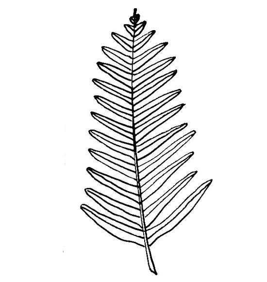 Лист папоротника трафарет