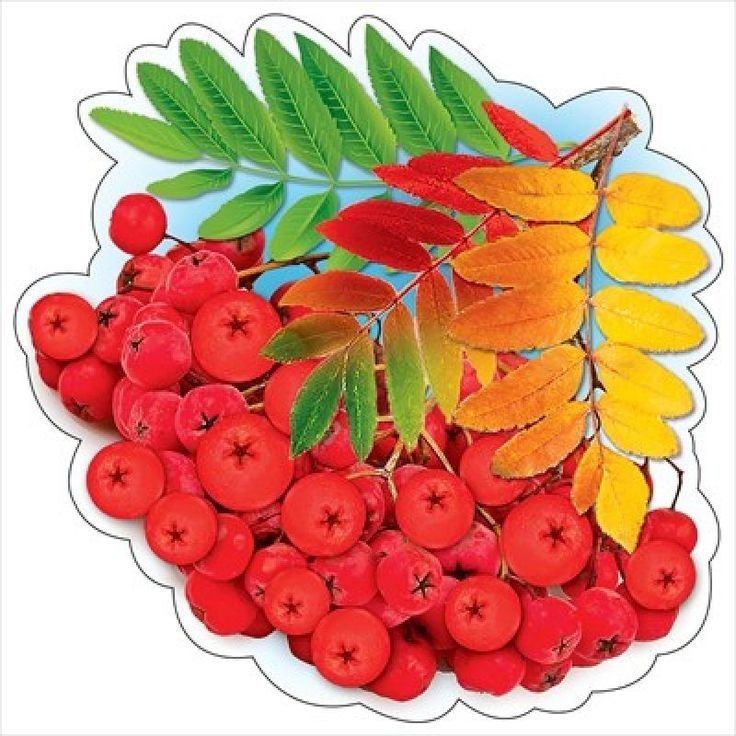 Осенняя ветка рябины