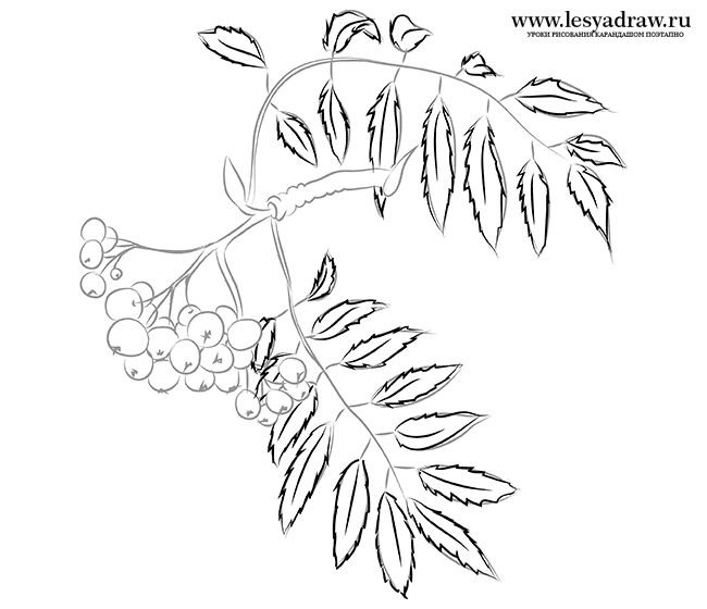 Рябина раскраска