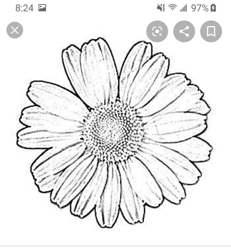 Раскраска Маргаритка цветок