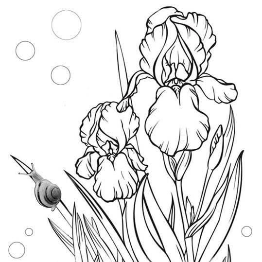 Раскраска Ирис цветок