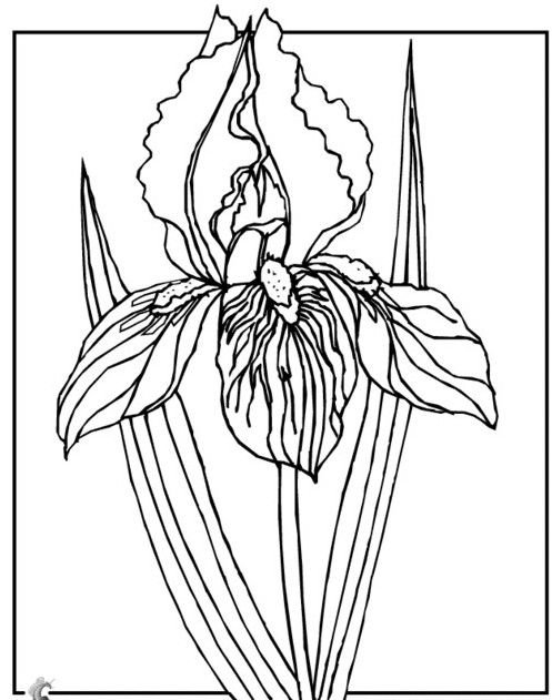 Раскраска Ирис цветок