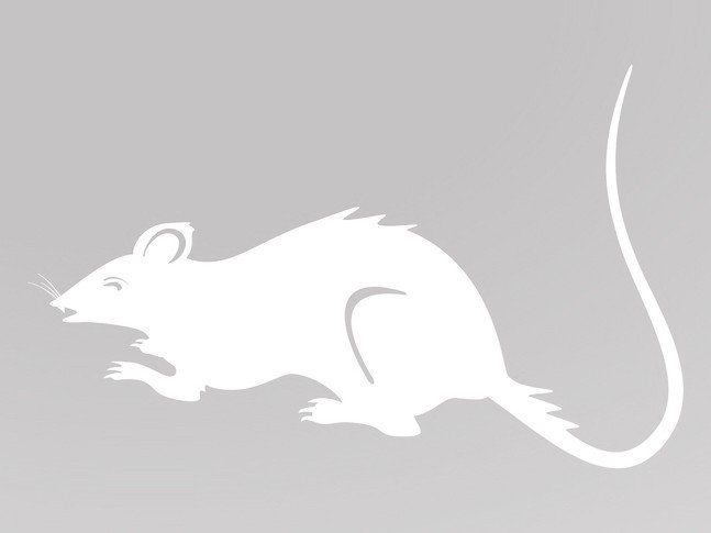 Крыса вытынанка