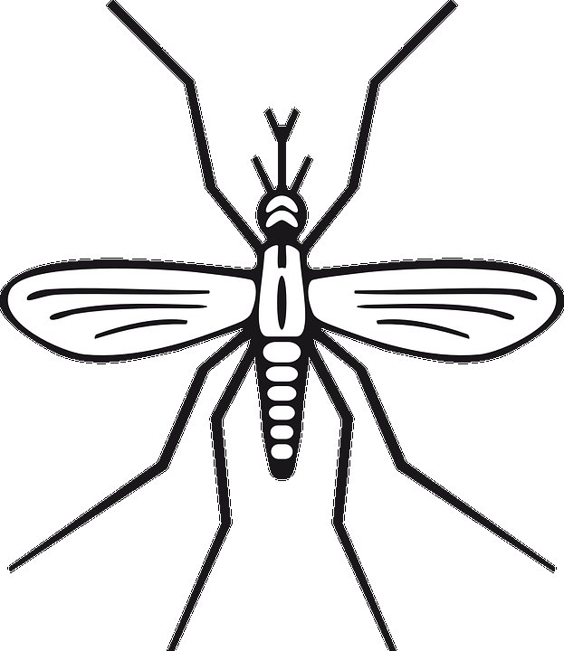 Рисунок комара для детей легкий