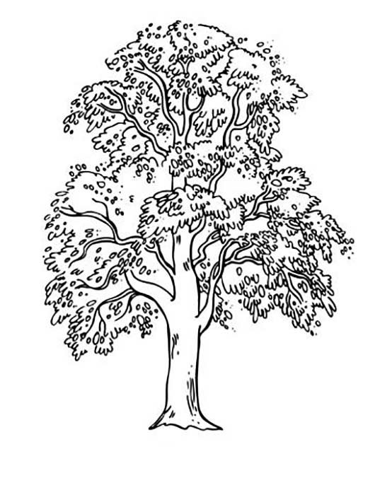 Дерево раскраска для детей