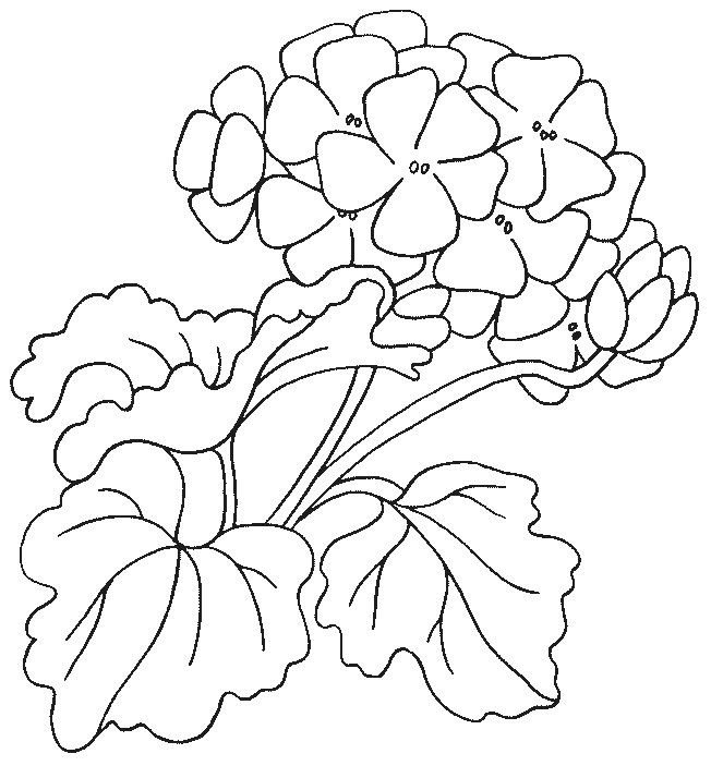 Цветы. Раскраска