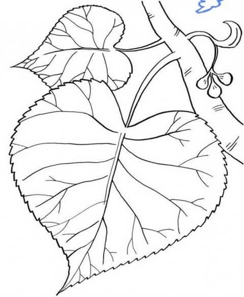 Рисунки листьев