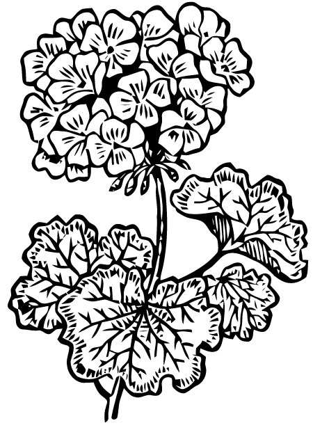 Пеларгония дерево Королевская