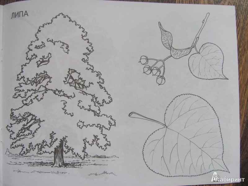 Липа карандашом