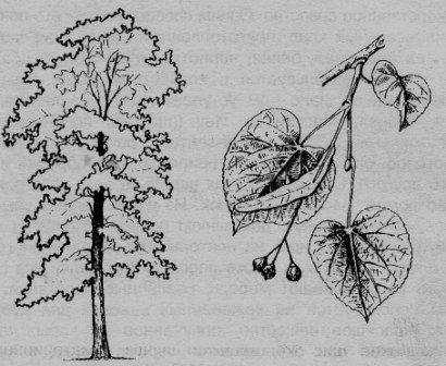 Липа мелколистная рисунок дерева